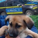 A fost găsit unul dintre puii de cățel abandonați pe un teren viran!